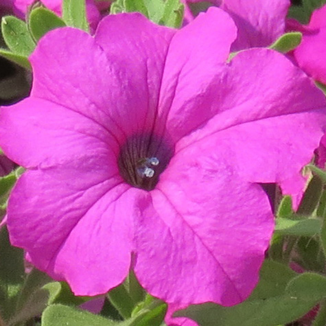   Bold Lilac